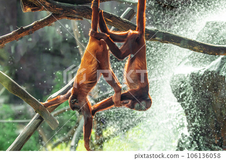 Mantled Howler Monkey Alouatta palliata in zoo Berlin Mantled Howler Monkey Alouatta palliata in zoo Berlin 106136058