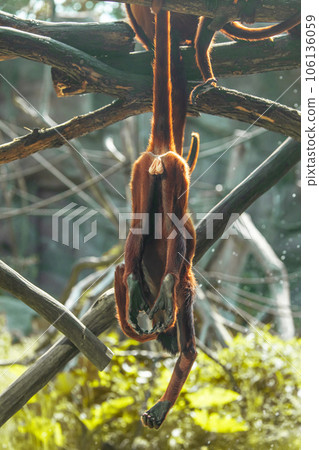Mantled Howler Monkey Alouatta palliata in zoo Berlin Mantled Howler Monkey Alouatta palliata in zoo Berlin 106136059