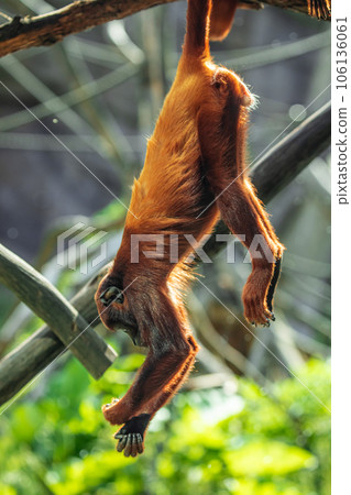 Mantled Howler Monkey Alouatta palliata in zoo Berlin 106136061