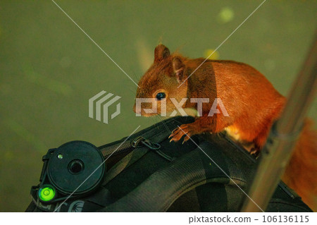 small squirrel sits on photographer's backpack small squirrel sits on photographer's backpack 106136115