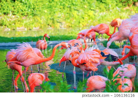 flamingos walking in water with green grasses background. flamingos walking in water with green grasses background. 106136116