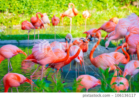flamingos walking in water with green grasses background. flamingos walking in water with green grasses background. 106136117