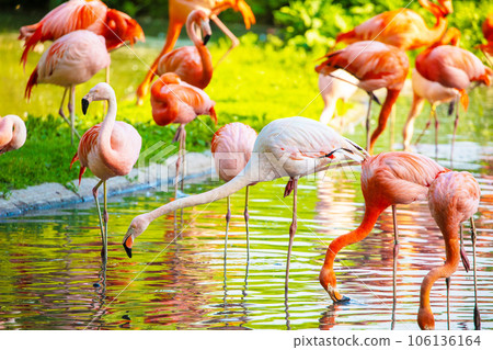 flamingos walking in water with green grasses background. flamingos walking in water with green grasses background. 106136164
