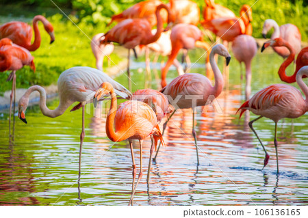 flamingos walking in water with green grasses background. 106136165