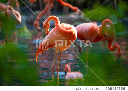 flamingos walking in water with green grasses background. 106136166