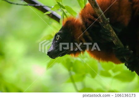 red ruffed lemur Varecia rubra watching from above red ruffed lemur Varecia rubra watching from above 106136173