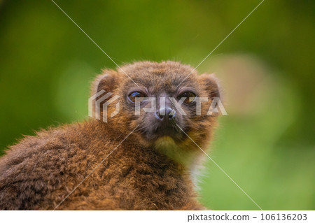 red-fronted brown lemur with long beautiful tail 106136203