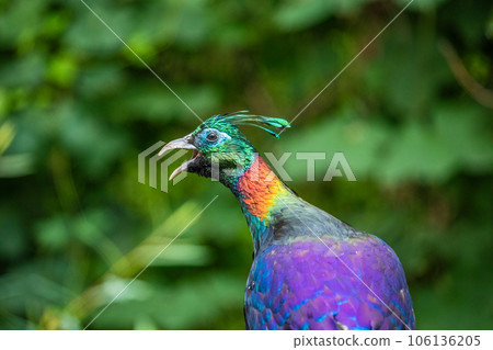 Himalayan monal (Lophophorus impejanus) monal. Himalayan monal (Lophophorus impejanus) monal. 106136205