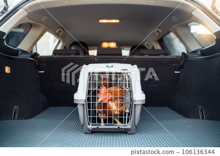 Chicken in pet carrier cage was placed in the trunk of a car for a trip to the vet's office for veterinary exam. Concept of controlling the spread of avian influenza in farming. Chicken in pet carrier cage was placed in the trunk of a car for a trip to the vet's office for veterinary exam. Concept of controlling the spread of avian influenza in farming. 106136344