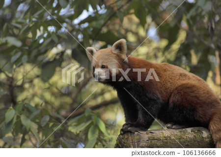 The red panda, Ailurus fulgens, also known as the lesser panda, is a small mammal native to the eastern Himalayas and southwestern China 106136666