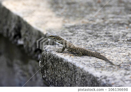 Monitor Lizard, Varanus albigularis, Odisha, India Monitor Lizard, Varanus albigularis, Odisha, India 106136698