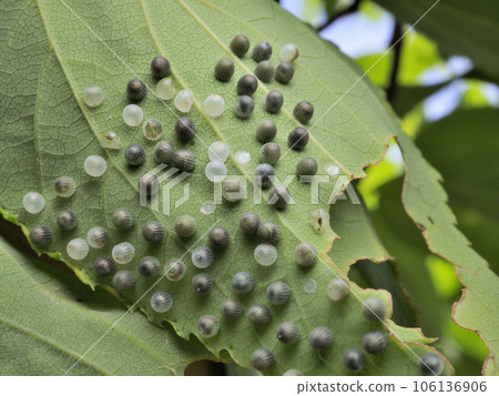 Omurasaki雞蛋 106136906