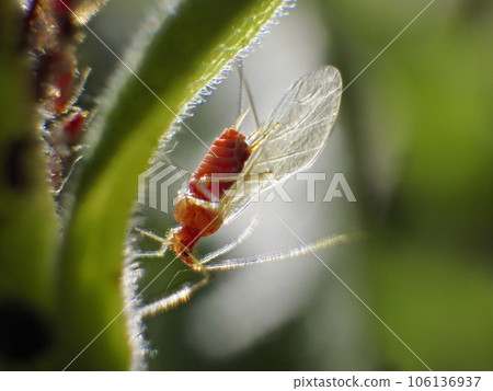 Aphids 106136937