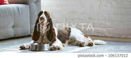 Adorable, purebred dog, english springer spaniel with white brown fur, lying on floor at home and drinking water 106137012