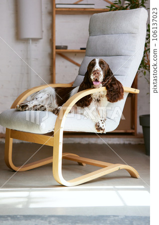 Adorable, purebred dog, english springer spaniel with white brown fur, lying on chair at home and looking at camera. 106137023