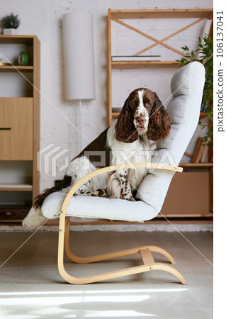 Beautiful, purebred dog, english springer spaniel with white brown fur, calmly sitting on chair at home and looking at camera. 106137041