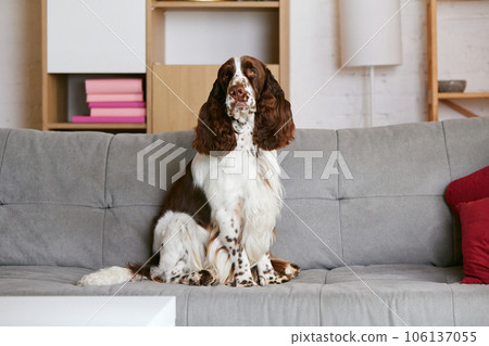 Beautiful, purebred dog, english springer spaniel calmly sitting on couch at home. Adorable dog 106137055