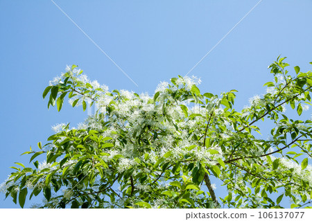 Nanjamonja 樹 (Hitotsubatago) Nanjamonja 樹 (Hitotsubatago) 106137077