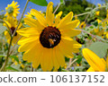 sunflower and bee 106137152