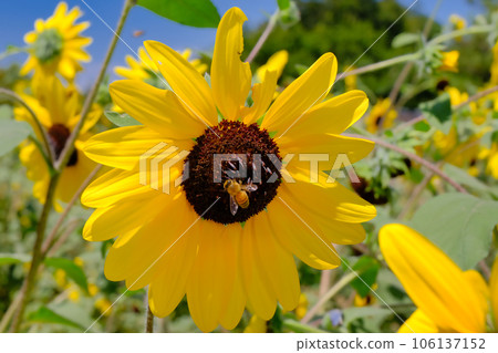 sunflower and bee 106137152