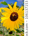 Sunflower field 106137153