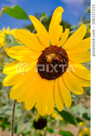 Sunflower field Sunflower field 106137153