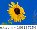 A lively sunflower that shines in the blue sky 106137154