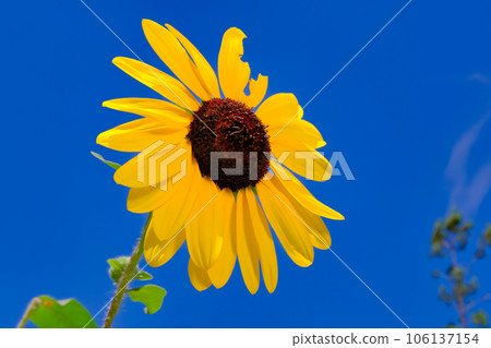 A lively sunflower that shines in the blue sky A lively sunflower that shines in the blue sky 106137154