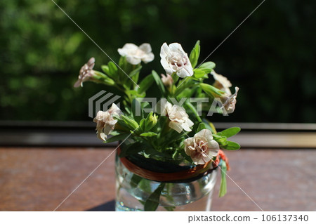 Arranging antique-colored calibrachoa in an empty bottle Arranging antique-colored calibrachoa in an empty bottle 106137340