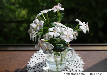 Growing a cut back Catharanthus roseus Growing a cut back Catharanthus roseus 106137345