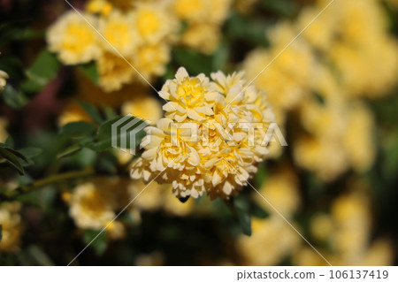 Yellow mock butter flower 106137419