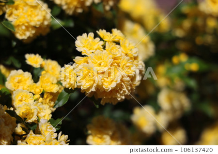 黃色嘲笑黃油花 黃色嘲笑黃油花 106137420