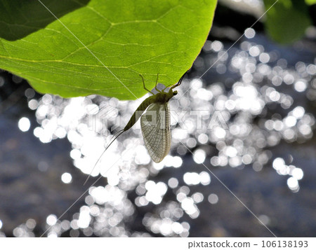 Subimaginal Mayfly 106138193