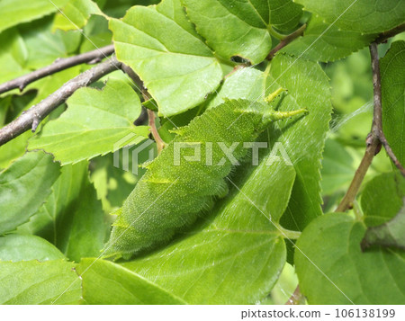 Omurasaki的幼蟲 106138199