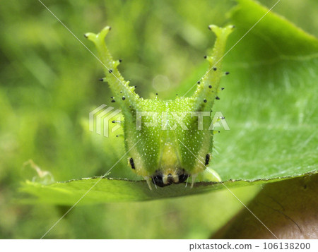 巨型紫色幼蟲的臉 106138200