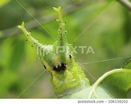巨型紫色幼蟲的臉 巨型紫色幼蟲的臉 106138202