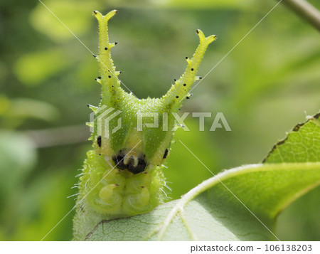 巨型紫色幼蟲的臉 106138203