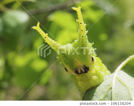 Face of giant purple larva 106138204