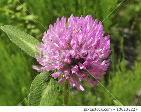 Red clover 106138227