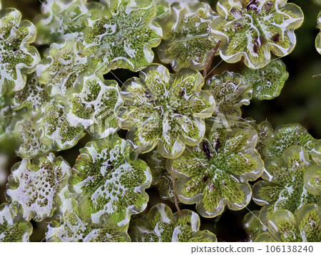 Marchantia male plant 106138240