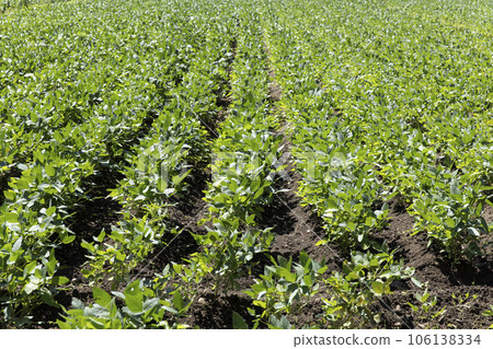 A field of green soybeans (Yamagata Prefecture) 106138334