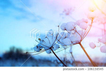 Winter scene Winter scene 106138545