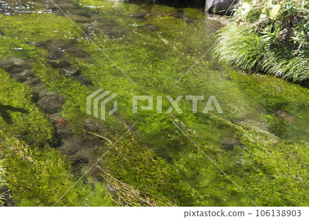 Plum algae fluttering in the Ushiwatagawa River 106138903