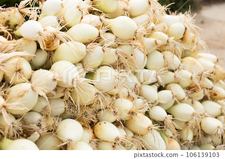 Washed farm heads of onions Washed farm heads of onions 106139103