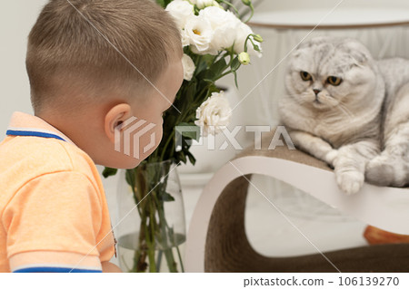A boy and a domestic cat, Scottish fold breed look into each other's eyes in a home interior. Light background. A boy and a domestic cat, Scottish fold breed look into each other's eyes in a home interior. Light background. 106139270