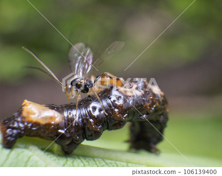 Parasitoid bee Parasitoid bee 106139400