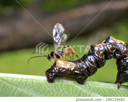 Parasitoid bee Parasitoid bee 106139402