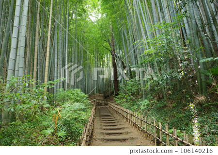 千葉縣佐倉市鵯坡竹林 106140216