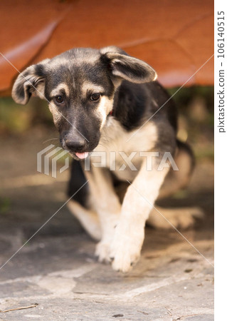 Dog puppy with sad eyes in shelter, portrait Dog puppy with sad eyes in shelter, portrait 106140515