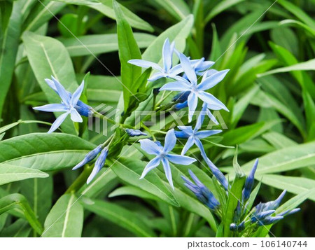 藍色的丁香花 106140744